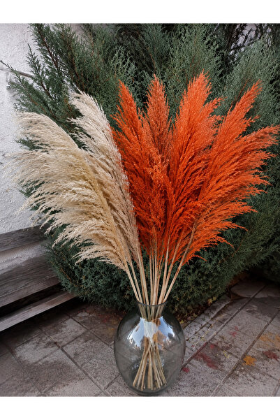 TROYA Turuncu Krem Pampas 20 Adet 100 Cm