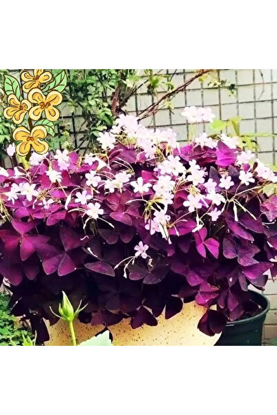 123 110 Pcs Purple Marigold Seeds - Unique, Vibrant Plant for Indoor & Outdoo...