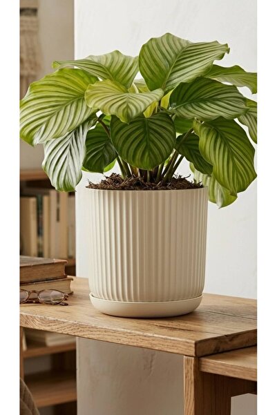 Bliss Lotus Kendinden Tabaklı 5 Litre Saksı Dekoratif Plastik Çiçek Saksısı M...