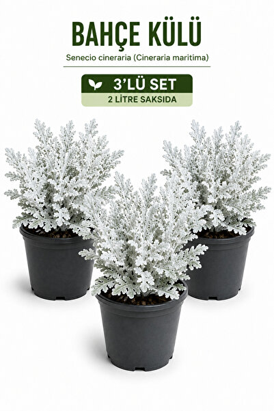 Rosemary Garden 3'lü Set Bahçe Külü Çiçeği (Cineraria Maritima) - 2 L Saksıda...