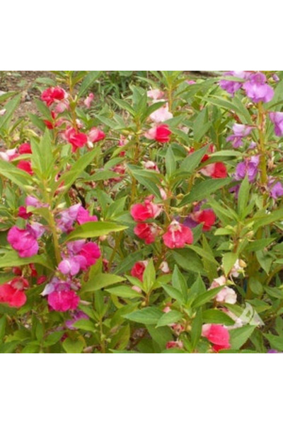 123 1000Pcs Camellia Peter Gourmet Flower Mix Seeds