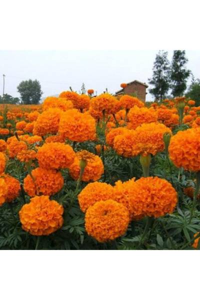123 100Pcs African Marigold Seeds Hardy and Drought-Resistant Plants Bright F...