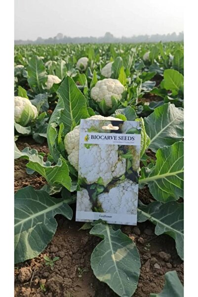 OEMS Cauliflower seeds (flower) - rich white
