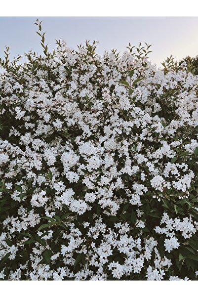 Abelya Çiçeği Fidanı (Abelia ssp.) 1+2 Yaş Tüplü Bahçe ve Çit Bitkisi