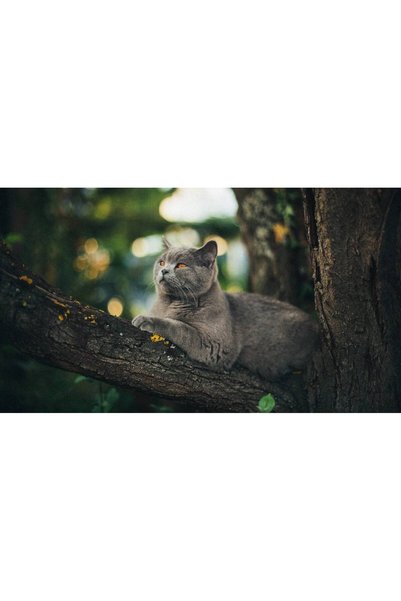 Persona Tablou canvas 100 x 70 cm, Pisici model 11