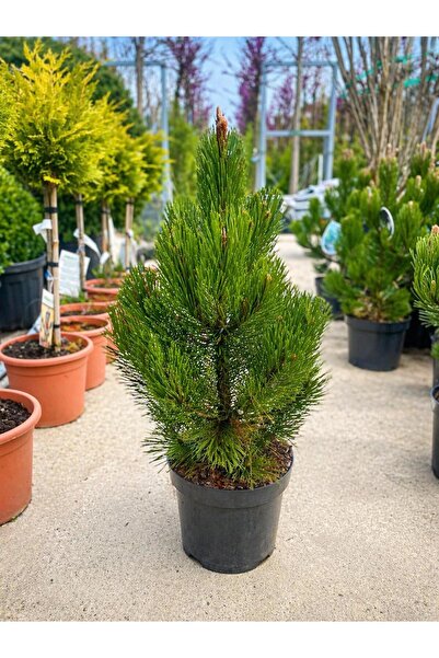 Pinus Heldreichii "Satellit - Bosna Çamı
