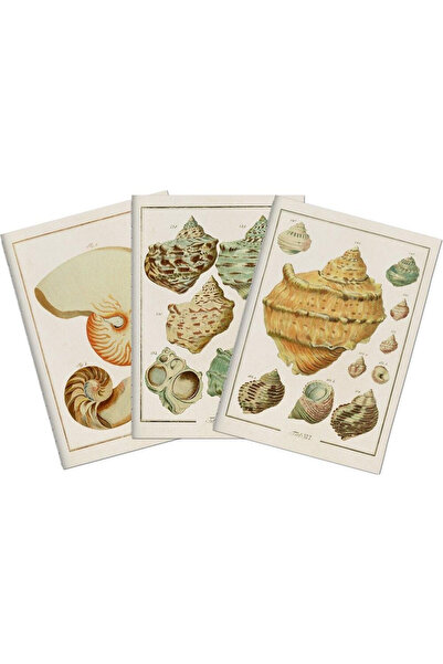 Skona Ting Set 3 caiete A6 multicolor cu motive scoici