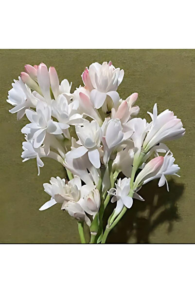 Bloom & Sow Seed بذور التوبيروز ذات الزهر المزدوج (نوعية عطرية عالية تزهر ليل...