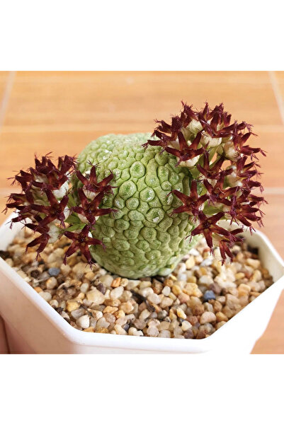 Köy Tohumları 5 Adet Nadir Bulunan Pseudolithos migiurtinus (Pseudolithos) | ...