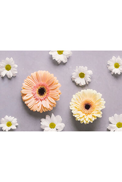 Bloom & Sow Seed بذور مختلطة من زهرة الجيربيرا الباستيلية والزنبق الأبيض - جي...