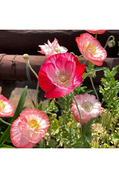 Bloom & Sow Seed Red Pink Edge White Center Iceland Poppy Seeds, Light Textur...