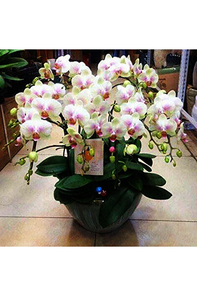 Bloom & Sow Seed Elegant White Pink Moth Orchid Seeds, Long‑Blooming Indoor P...