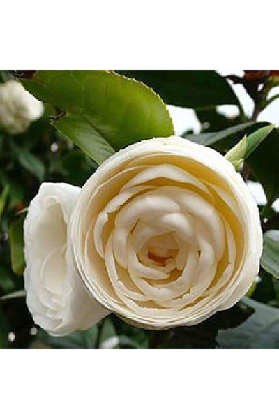 Bloom & Sow Seed Pure White Ruffled Double Camellia Seeds, Winter‑Spring Bloo...