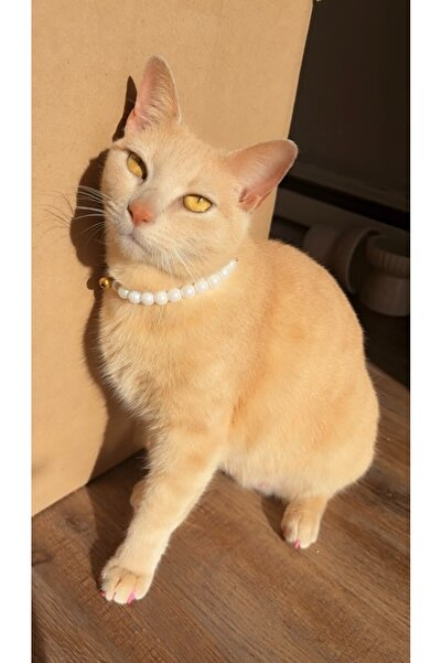 Kedi ve Küçük Köpekler için Zarif İnci Kolye