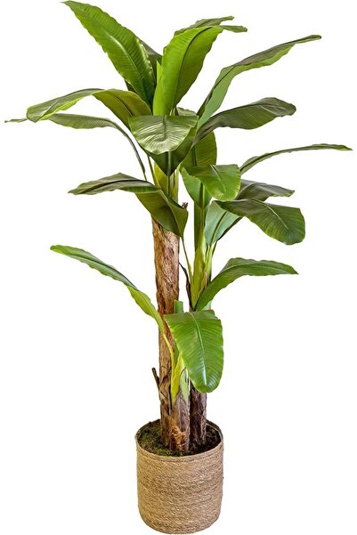 Nettenevime Yapay Ağaç Muz Ağacı Hasır Kaplamalı Saksıda Yapay Starliçe 220cm...