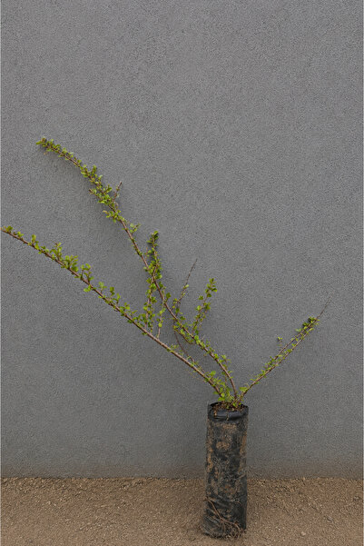 Vasada Dağmuşmulası Fidanı Cotoneaster Dammeri Tüplü 30-40 cm