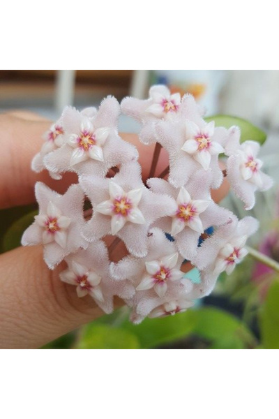 Eufloria Hoya 'Chouke' Ø9cm