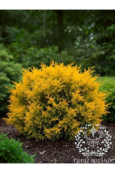 YILDIZ BOTANİK Sunkist Top Mazı Bitkisi Thuja Occidentalis Sunkist Fidanı 20-...