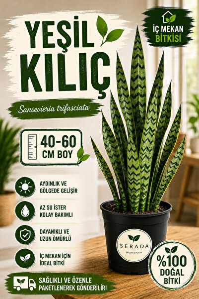 serada decor & plant Yeşil Kılıç Çiçeği Bol Köklü 40-60 Cm Iç Mekan Bitkisi (...