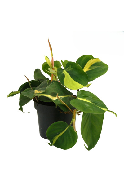 Eufloria Philodendron scandens 'Brasil' Ø6cm