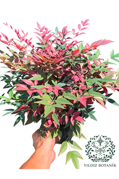 YILDIZ BOTANİK Nandina Seika Renk Değiştiren Cennet Bambusu Nandina Obsession...