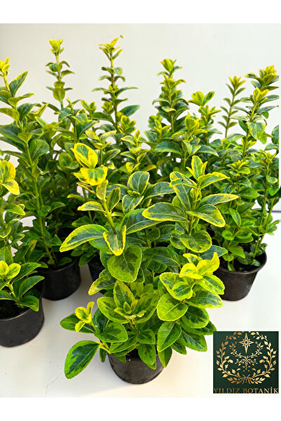 YILDIZ BOTANİK 10 Adet Altuni Gold Taflan Çit Bitkisi Sarı Taflan Fidanı 25-30 Cm 1 Saksıda 3 Kök Üretim