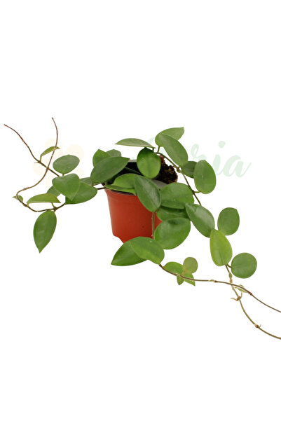 Eufloria Hoya 'Chouke' Ø9cm