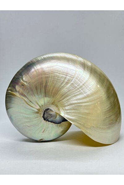 gemsartdeco NATILUS PEARLIZED 5 INC KABUK ORTA BOY