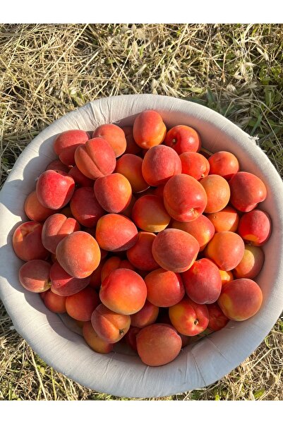 mut incisi zeytin & zeytinyağı Mut Kayısısı Net : 4 Kg