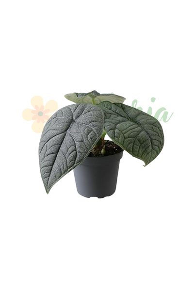 Eufloria Alocasia melo Ø6cm