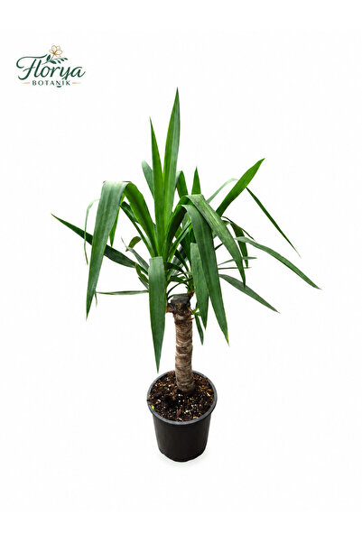 Florya Botanik Yucca Bitkisi Tek Gövdeli Yuka Bitkisi Avize Çiçeği 90 Cm Ev B...