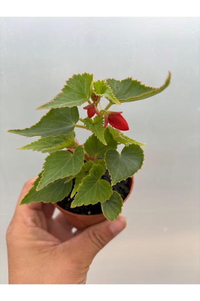 nazlı çiçekçilik Bolivya Begonya Begonia Bossa Nova Turuncu Sarkıcı Begonya