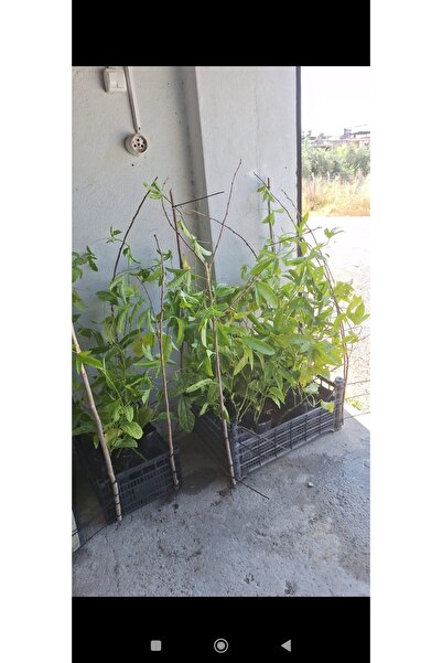 Yades Canlı sarmaşık bahçe balkon.. Mor Çarkıfelek iki yaşında Fidanı Passifl...