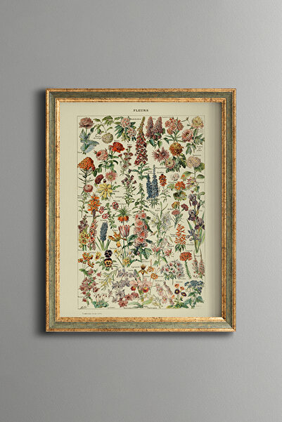 epiqart Botanical Floral Illustrations - Vintage Patterned Frame - Fine Model