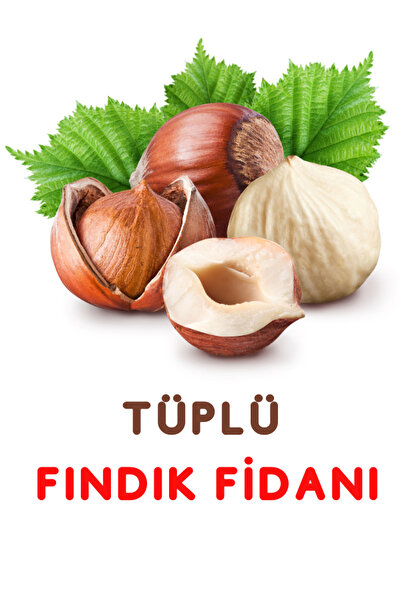 ŞANGULOĞLU 1 OCAKLIK FINDIK FİDANI ( 4 ADET ) TÜPLÜ