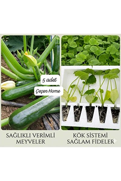 ÇEÇEN HOME Verimli Koyu Yeşil Kabak Fidesi 5'li Paket - Güçlü Kök Sistemli Ka...