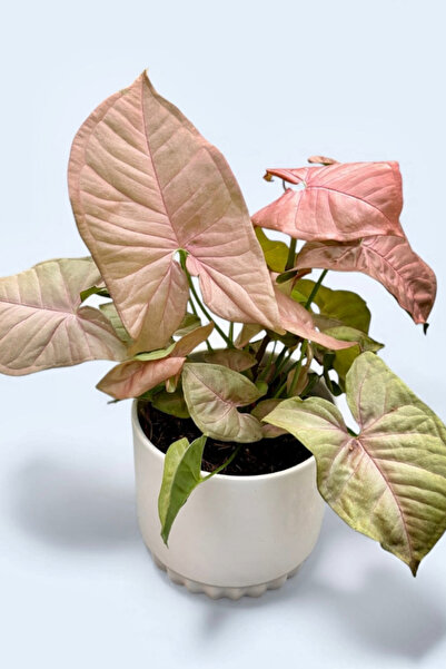 OEM Syngonium Pink, planta naturala