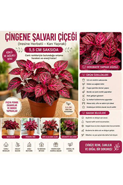 FİDEİSTE Çingene Şalvarı Çiçeği (Iresine Herbstii) 5,5 cm Saksıda – Pembe Bor...