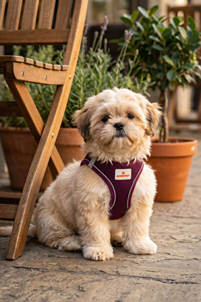 GOBYPET Kediler Ve Köpekler İçin Rahat, Dayanıklı Göğüs Tasması S