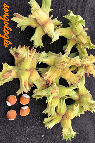ŞANGULOĞLU TEK AĞAÇ SİSTEMİ AŞILI FINDIK FİDANI 5 YAŞ 150-250 CM