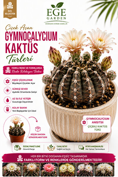 EGE GARDEN Nadir tür Gymnocalycium Anisitsii Kaktüs – Çiçek Açan Dekoratif Tür