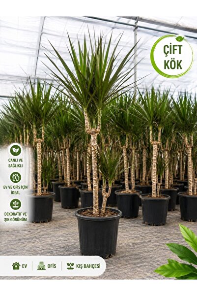 Yades Dracaena Marginata