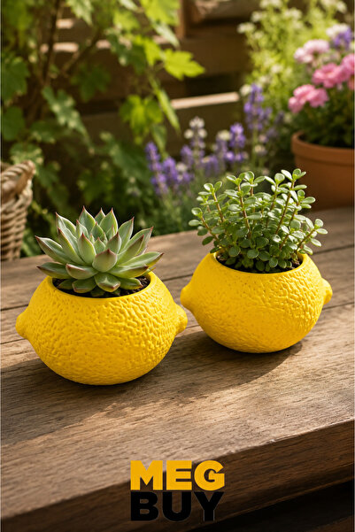 MEGBUY 2'li Limon Sukulent Saksısı Dekoratif Mini Çiçeklik Sarı Masaüstü Saks...