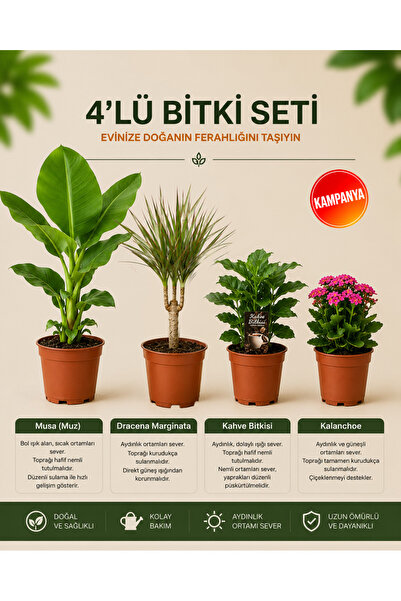 gardenkoala Muz Bitkisi – Kalanchoe Yerli – Marginata – Coffea arabica – 4'lü...