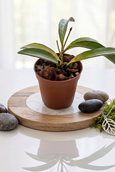 Wax Habitat Hoya Wayetii - Sarkıcı Mum Çiçeği - Dayanıklı Salon Bitkisi