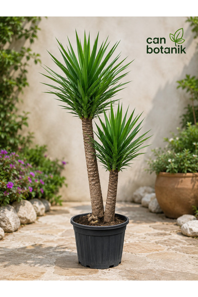 CANBOTANİK Yucca İki Kollu Yucca Bitkisi Yuka Ağacı 2 gövdeli y