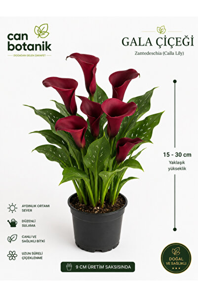 CANBOTANİK BORDO GALA CANLI ÇİÇEK SAKSILI