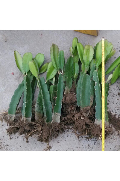123 100 Pieces of Red Dragon Fruit Seedlings, Seeds in a Pot, Yellow Flesh, P...