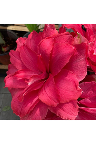 123 100Pcs Amaryllis - Rhine Lotus (Hipstroom Vekatoom, Hipstroom Moonlight) ...