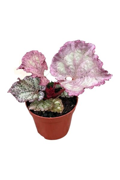 Eufloria Begonia sp. Muara Wahau Ø8cm